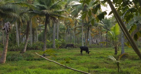 Cows Grazing Between Palm Trees at Sunrise in Rural Kerala, India Stock Footage 305698885