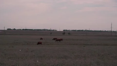 Cows grazing on a big meadow Stock Footage 95034809