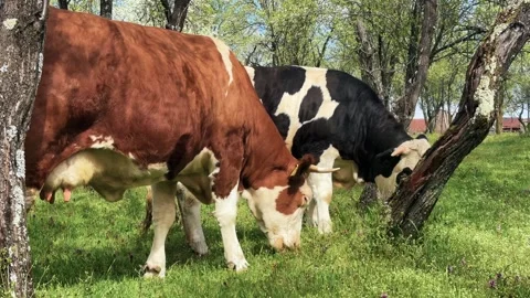 Cows grazing in blooming orchard during spring season Vidéo 345256511