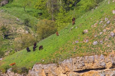 Cows grazing on a cliff in spring Stock Photos
