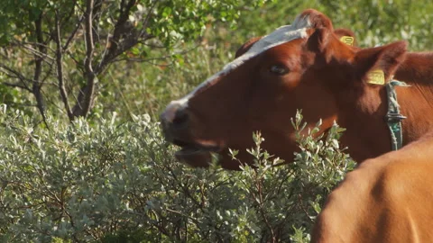 Cows grazing close up Video stock 243224115