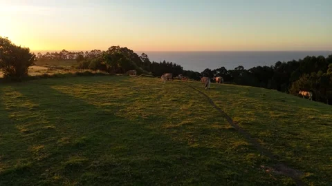 Cows Grazing Coastal Sunset Stock Footage 340183173