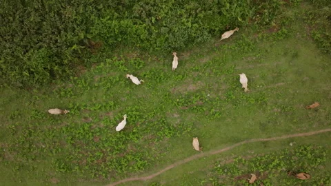 Cows grazing contentedly in a vibrant green field Stock Footage 300628811