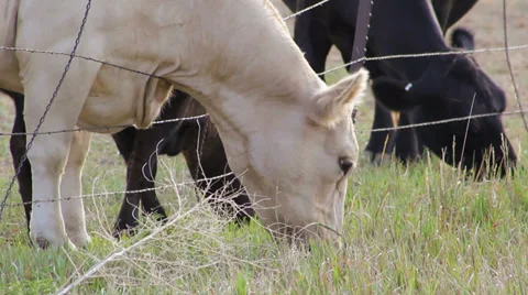 Cows grazing CU Vídeos de archivo 32430521