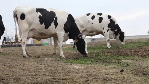 Cows grazing at dawn Vídeos de archivo 69187456
