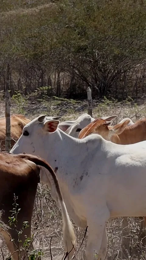 Cows grazing in dry pasture with dust Stock Footage 342187811