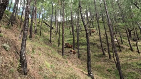 Cows Grazing on a Dry, Pine-Forested Mountain Hillside in India Stock Footage 312211558