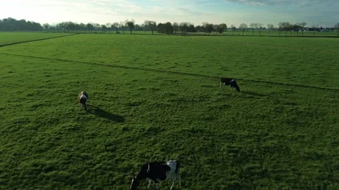 Cows grazing during sunset, rural scene Stock Footage 292033320