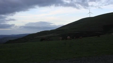 Cows grazing in the evening while wind energy is produced in the mountains Stock Footage 320846193