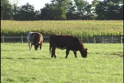Cows Grazing on Farm 2 Stock Footage 297293