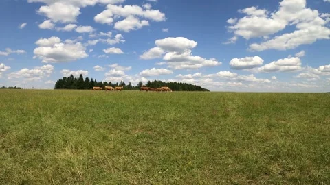 Cows grazing in the field are walking on the horizon. Stock Footage 263653199