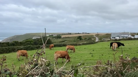 Cows grazing in a field in Cornwall by the sea Stock Footage 251296788