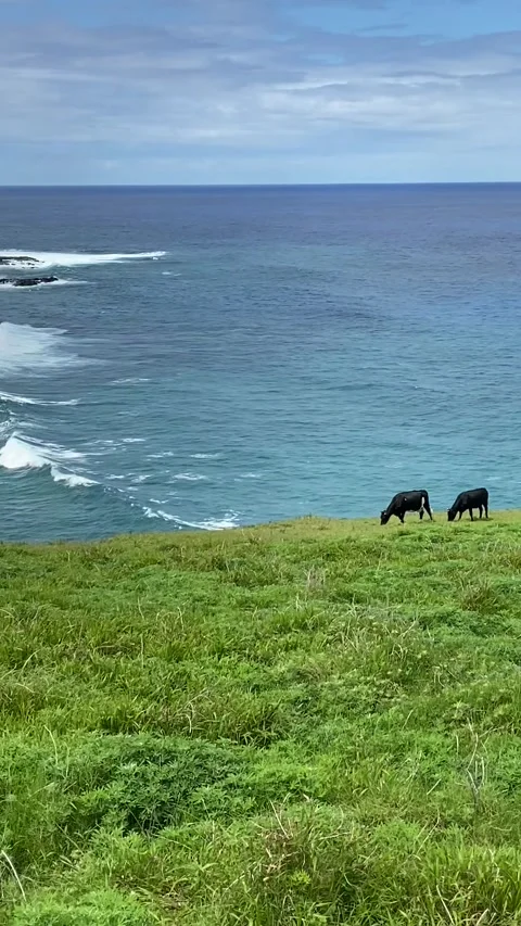 Cows grazing on a field in Easter Island 스톡 동영상 342841667