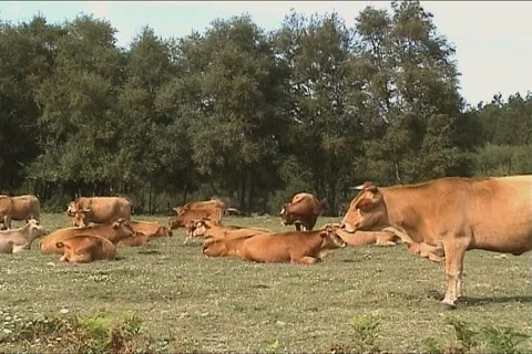 Cows grazing on field Video stock 114147