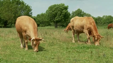 Cows grazing in field Stock Footage 10864100
