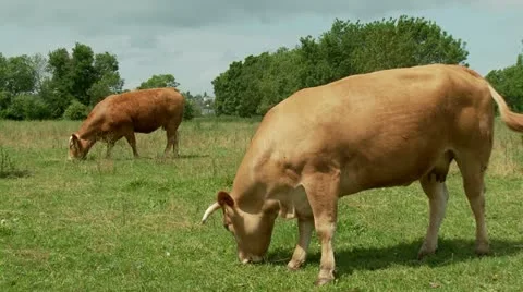 Cows grazing in field Stock Footage 10864103