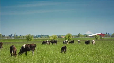 Cows grazing in field Stock Footage 44186483