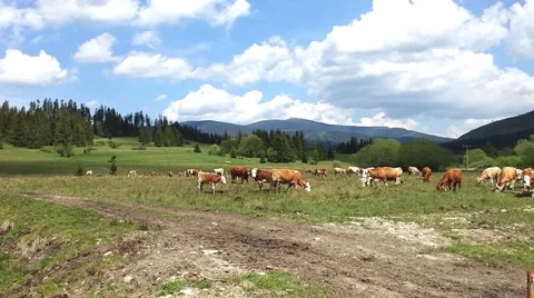 Cows grazing in a field Video stock 50533126