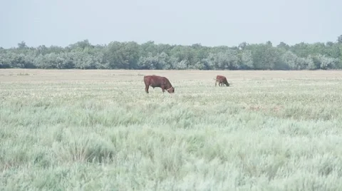 Cows grazing in the field 動画素材 53199871