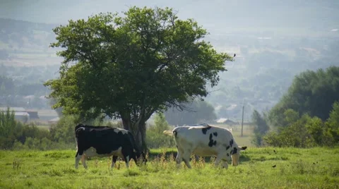 Cows grazing in field Stock Footage 55339514