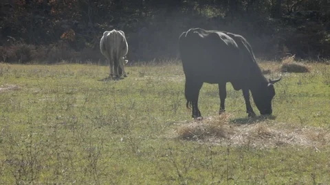 Cows grazing in the field Stock Footage 73440894