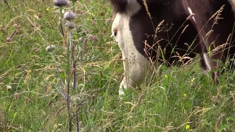 Cows grazing in a field Stock Footage 77462211