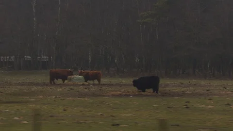 Cows grazing in field Stock Footage 85916205