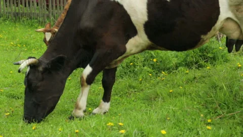 Cows grazing on field Stock Footage 95945196