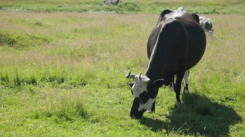 Cows grazing on field Stock-Footage 99903653