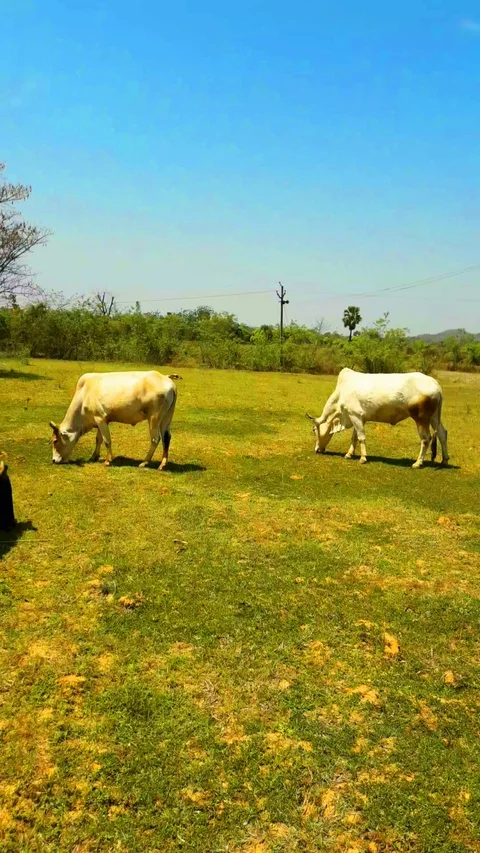 Cows grazing in field Video stock 127622171