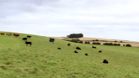 Cows Grazing In A Field 스톡 동영상 139103771