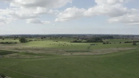 Cows Grazing In The Field Stock Footage 192182452