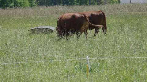 Cows grazing in a field Video stock 197876896