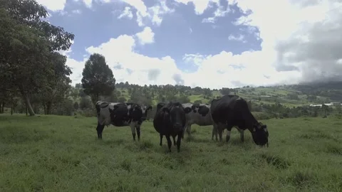 Cows grazing in the field Stock Footage 220374000