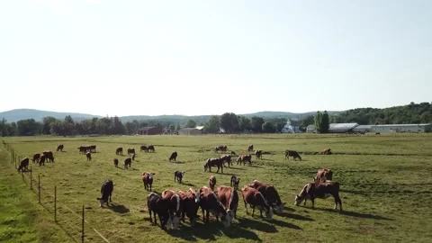 Cows grazing in field Stock Footage 235219702