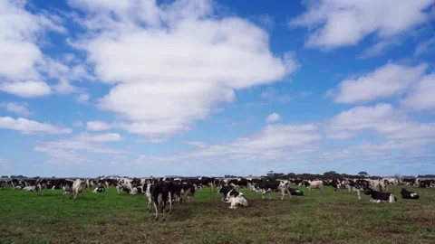 Cows grazing on the field Stock Footage 267055092