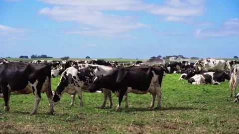 Cows grazing on the field Stock Footage 267055116