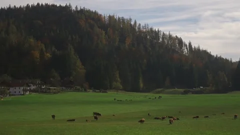 Cows grazing in field of green grass in mountainous and flattering area in Stock-Footage 287629016