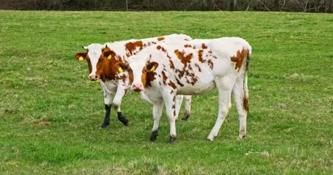 Cows grazing in a field isolated Stock Footage 212108722