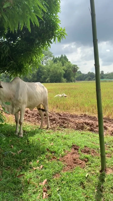Cows grazing on a field in Kratie Stock Footage 340923743