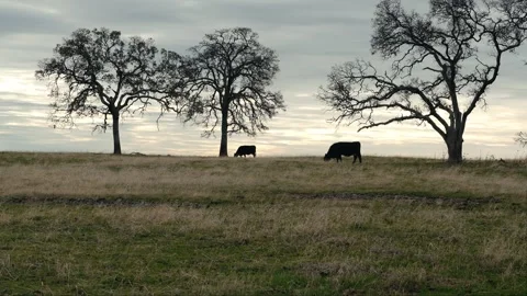Cows grazing in field with large oak trees Stock Footage 260572731