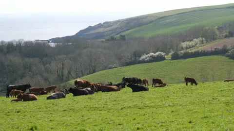 Cows grazing in field over looking sea Pt 2 of 2 Stock Footage 170387628