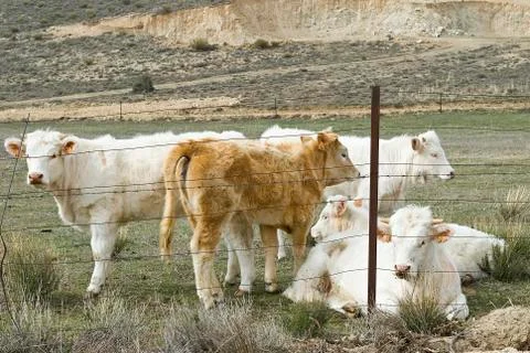Cows grazing in the field Stock Photos