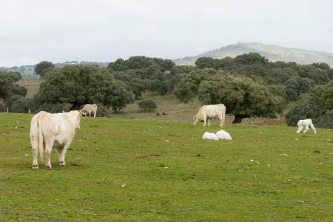 Cows grazing in the field Stock Photos