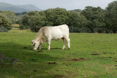 Cows grazing in the field Stock Photos