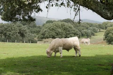 Cows grazing in the field Stock Photos