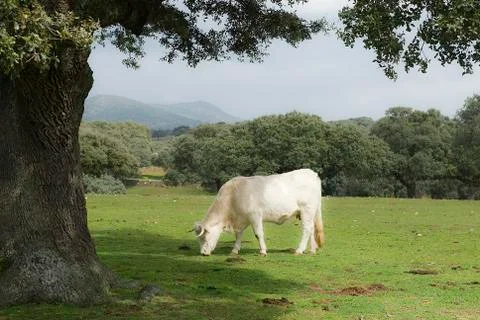 Cows grazing in the field Stock Photos