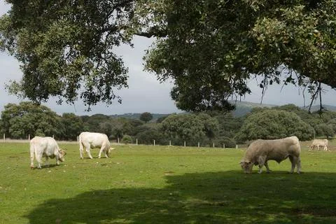 Cows grazing in the field Stock Photos