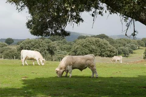 Cows grazing in the field Stock Photos