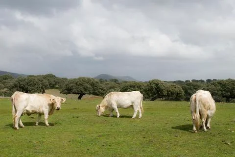 Cows grazing in the field Stock Photos